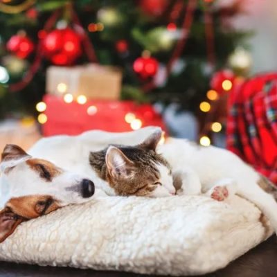 9KMvrCmFAlRu_drhoelter hund katze weihnachten